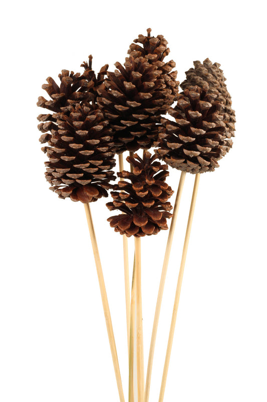 Natural Pinecones