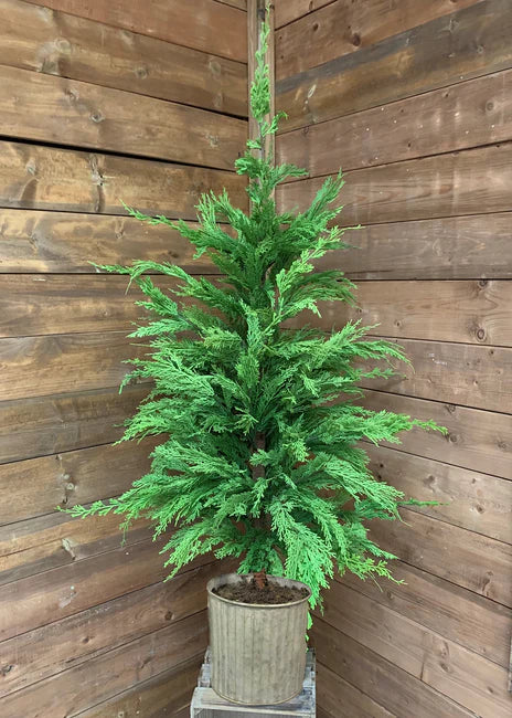 Whispy Potted Cedar