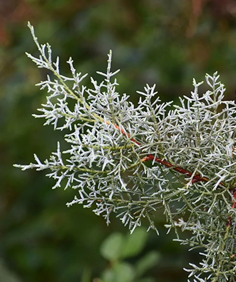 Arizona Cypress Bundle