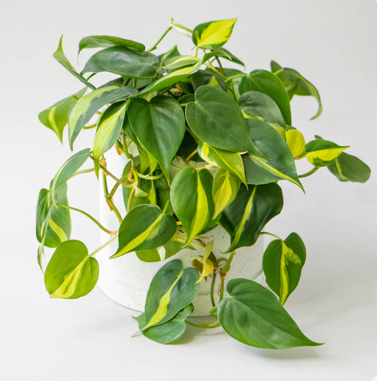 Philodendron Brasil 4"