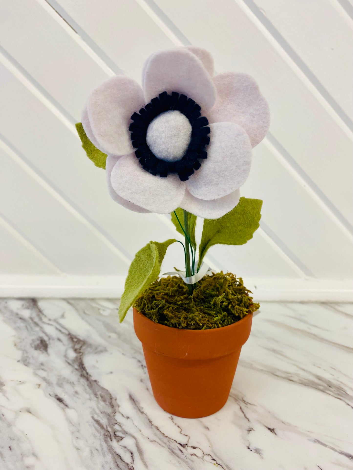 Felt Anemone in Pot