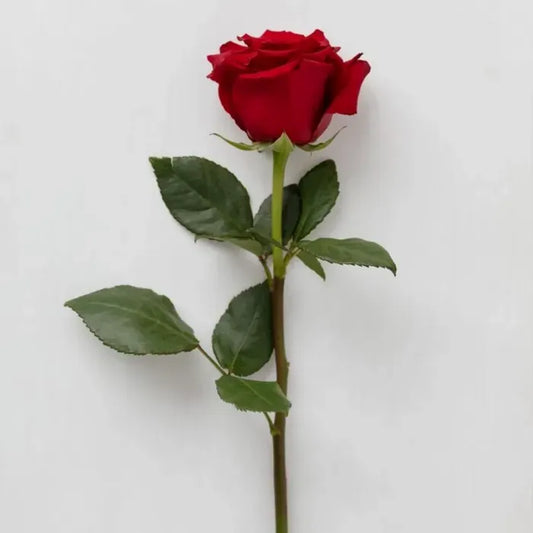 Single Valentine's Rose