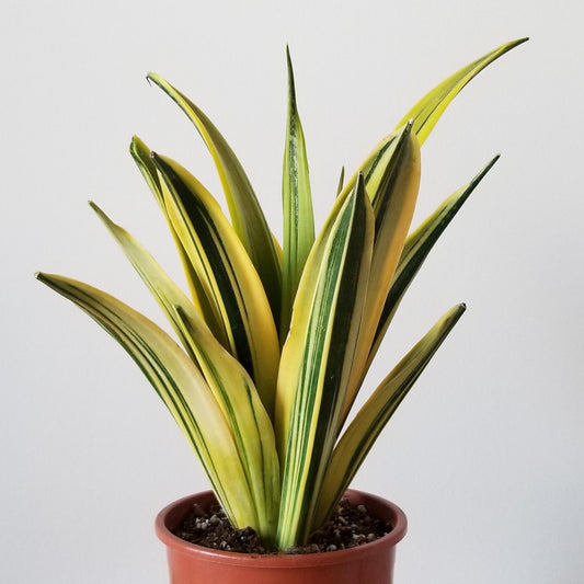 Snake Plant